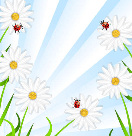 background with the flowers of camomile and ladybirds,vector illustrationのイラスト素材