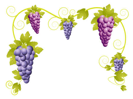  design with vine racemes ,illustrationのイラスト素材