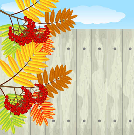 branch with autumn leaves and berries of wild ash,vector illustrationのイラスト素材