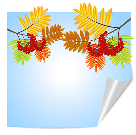 branch with autumn leaves and berries of wild ash,vector illustrationのイラスト素材
