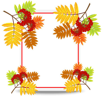 branch with autumn leaves and berries of wild ash,vector illustrationのイラスト素材