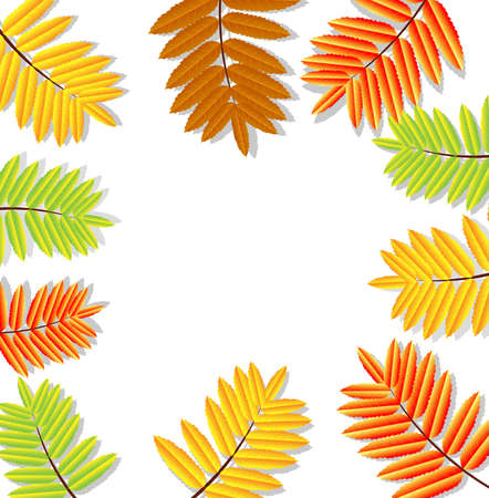 background for a design with the autumn leaves of wild ash,vector illustrationのイラスト素材