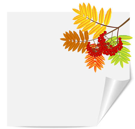 branch with autumn leaves and berries of wild ash,vector illustrationのイラスト素材