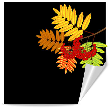 background for a design with the autumn leaves of wild ash,vector illustrationのイラスト素材