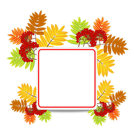 branch with autumn leaves and berries of wild ash,vector illustrationのイラスト素材