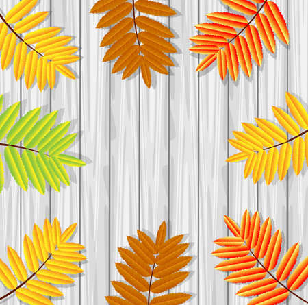 background for a design with the autumn leaves of wild ash,vector illustrationのイラスト素材