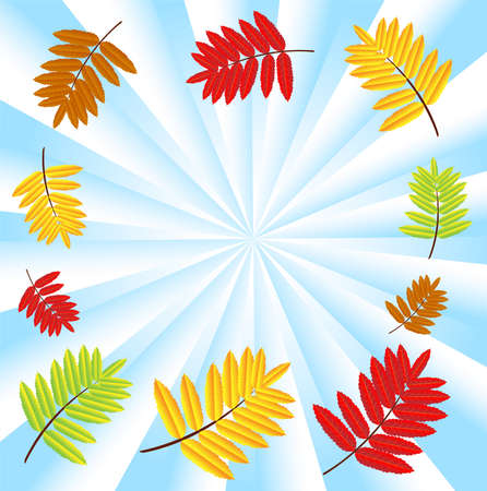background for a design with the autumn leaves of wild ash,vector illustrationのイラスト素材