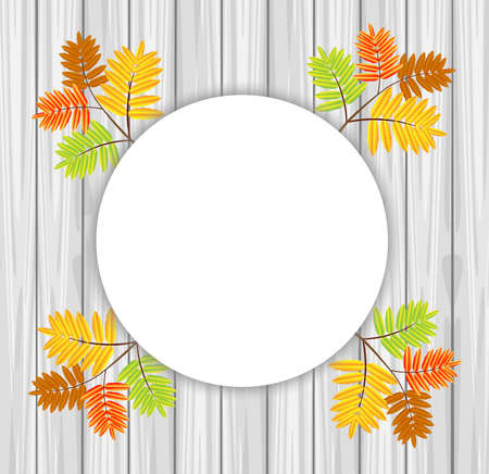 background for a design with the autumn leaves of wild ash,vector illustrationのイラスト素材