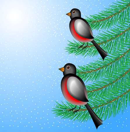 bullfinchs sit on the branches of fir-tree,  vector  illustrationのイラスト素材