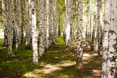 Beautiful birchwood in a clear sunny dayの写真素材