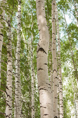 Beautiful birchwood in a clear sunny dayの写真素材