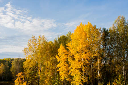 Golden Autumn - beautiful trees with yellow leaves against the blue skyの写真素材