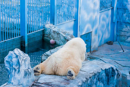 Ekaterinburg, Russia -  Polar bear in a zooの写真素材
