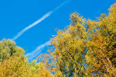 Golden autumn, yellow leaves on the treesの写真素材