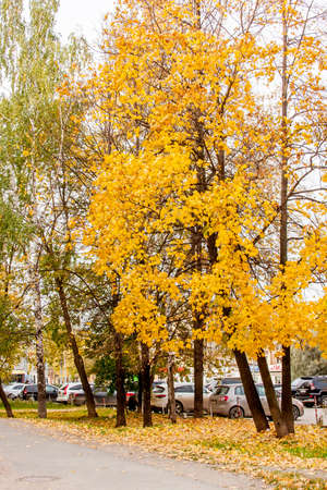 Perm, Russia - September 28.2016: Car parking for the beautiful trees with yellow leavesのeditorial素材
