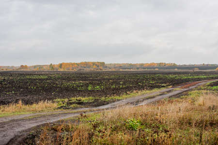 Field and trees with bright yellow leaves, an autumn landscapeの写真素材
