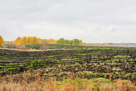 Field and trees with bright yellow leaves, an autumn landscapeの写真素材