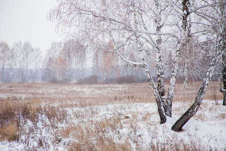 Winter landscape with a birchwood in the cloudy afternoonの写真素材