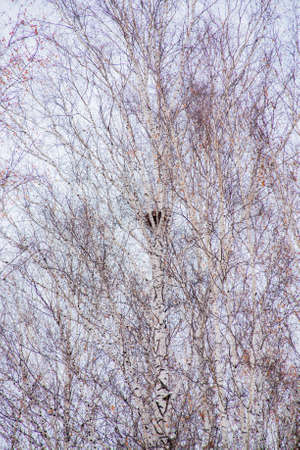 Much Birch with bird's nest winter day, backgroundの写真素材