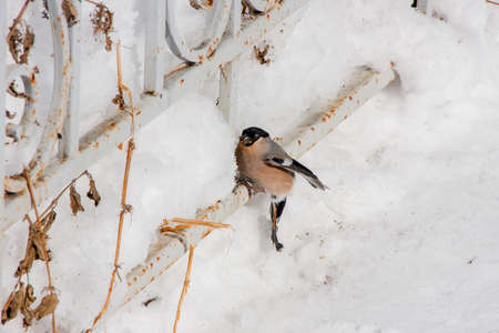 The bird a bullfinch in winter on a snow eats sunflower seedsの写真素材