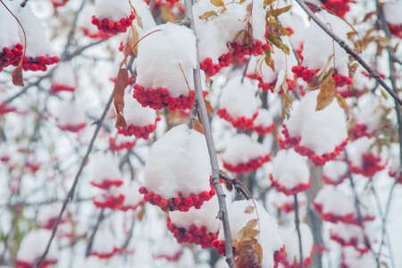 Berries of a red mountain ash under a snow hang on a treeの写真素材