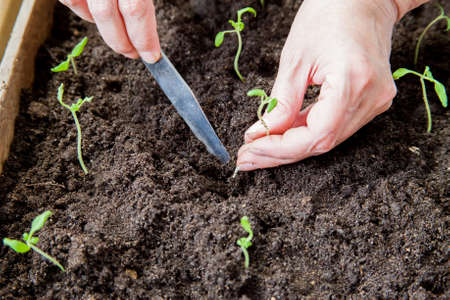 Woman dives tomato seedlings into a box with earth