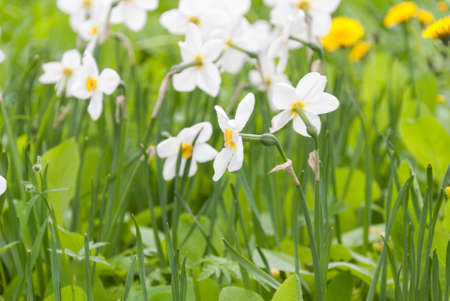 blooming white flowers in the meadow. blurred Background