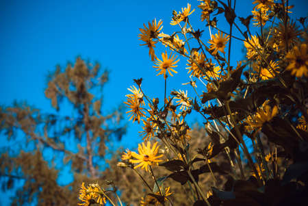 large daisies on blue sky backgroundの写真素材