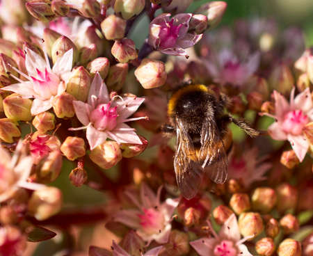 bee collecting nectar on a flowerの写真素材
