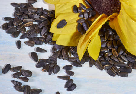 sunflower, sunflower seeds and a bottle of sunflower oilの写真素材