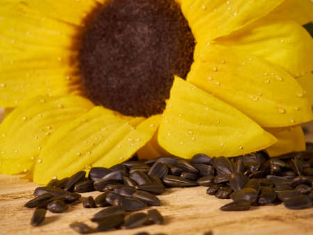 sunflower, sunflower seeds on wooden backgroundの写真素材