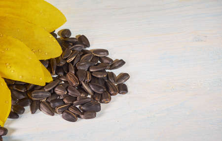 sunflower, sunflower seeds and a bottle of sunflower oilの写真素材