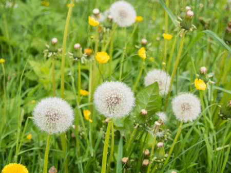 Blooming dandelions on the field closeupの写真素材