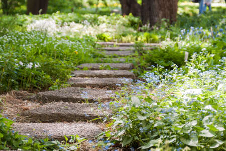 stone sunlit path in a Park overgrown with flowers and grassの写真素材