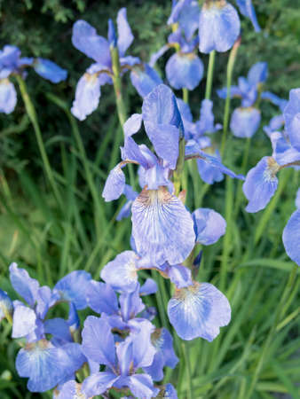 Iris flower blooming in summer time. Summer garden