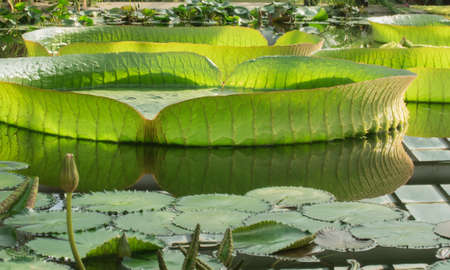 Huge water Lily Victoria Amazonian floating in the pool greenhouseの写真素材