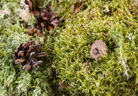 Summer. Lying on the moss conesの写真素材