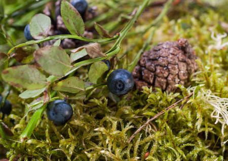 The blueberry Bush and pine cone closeup. Natural backgroundの写真素材