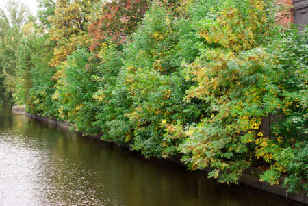 the branch of a tree bent on waterの写真素材