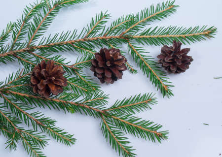 Lying on wooden background with spruce twigs and cones.の写真素材