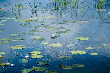Forest lake with blossoming white water liliesの写真素材