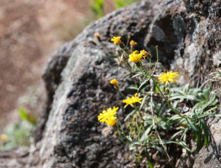 Close-up of flowers growing on the rocks. The background is blurredの写真素材