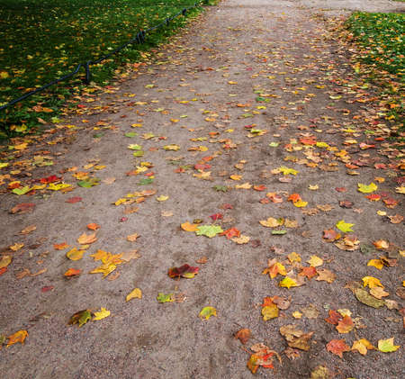 Autumn alley in the park with fallen leavesの写真素材