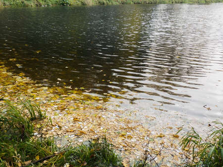 River bank on the surface of the river floating fallen leavesの写真素材