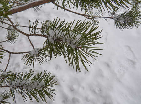Fir branch under the snow and falling small snow