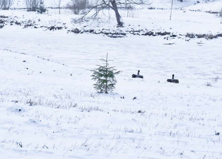 Winter forest under the snowの写真素材