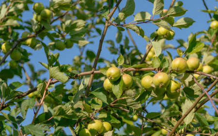 Branch of a tree bent under the weight of the fruit.