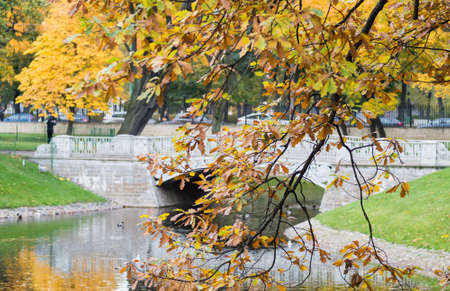 Oak branch with yellow leaves above the waterの写真素材
