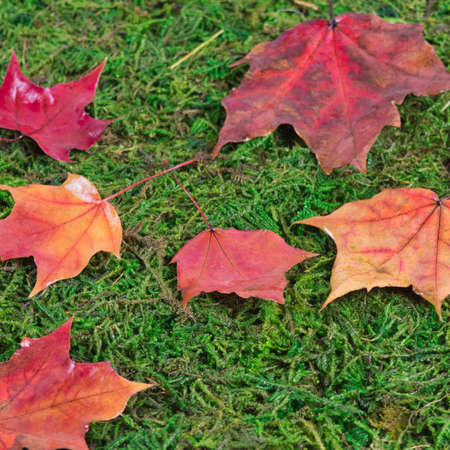 fallen maple leaves on a groundの写真素材