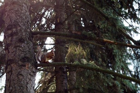 Squirrel on a tree in the forest. Squirrel in the forest